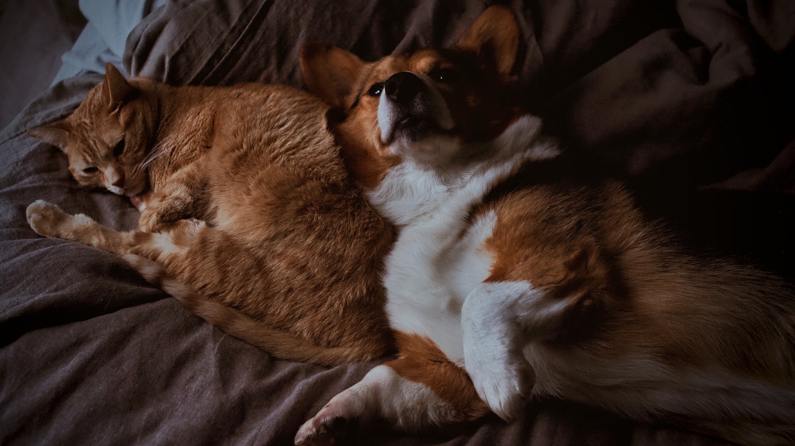 Animal de compagnie, ambiance bien-être