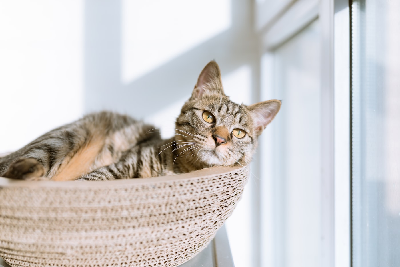 Animal de compagnie, ambiance bien-être